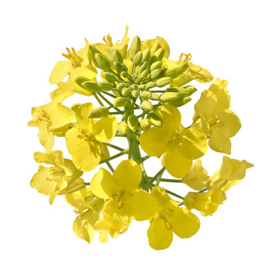 油菜花