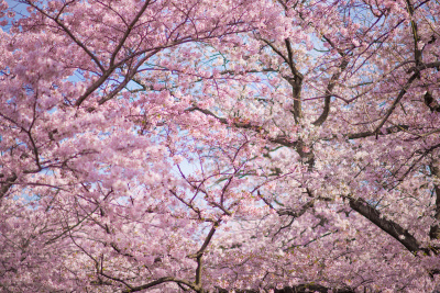 “Sakura”樱花在河边盛开