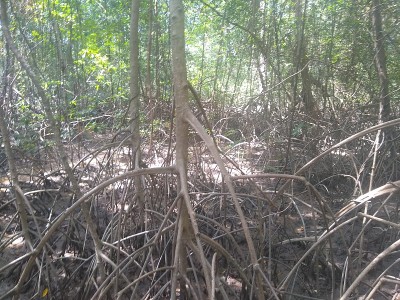 红树林植被，源，马拉霍岛，州Pará。