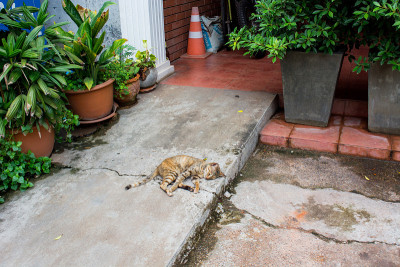 老挝的猫