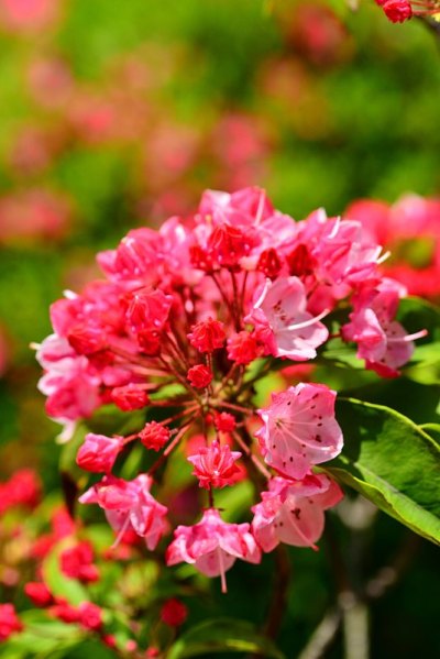 Kalmia
