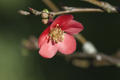 莫尔的海棠的花