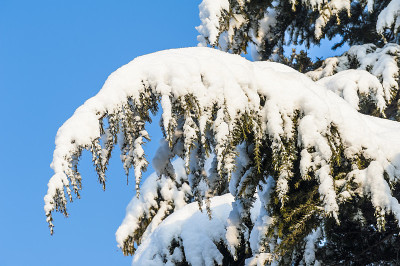 大雪落在松树的树枝上