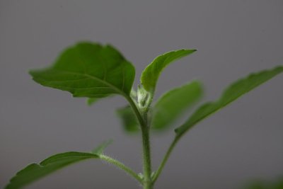 神圣的图拉西plantм