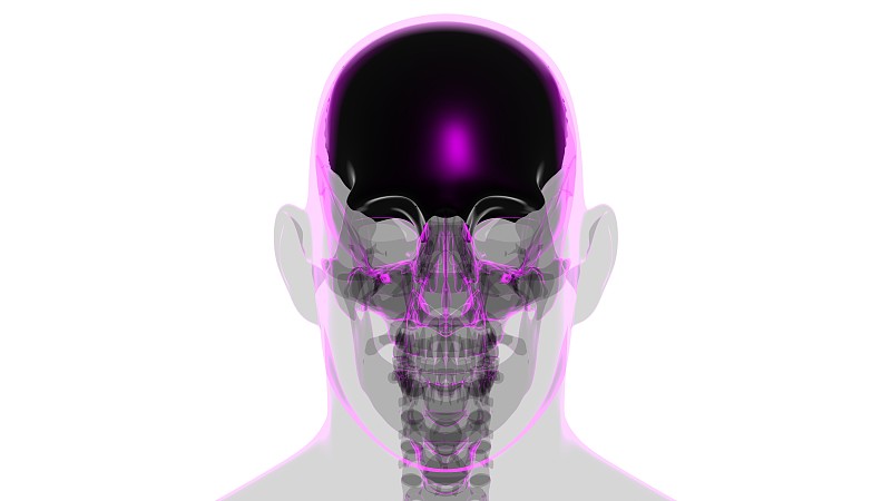 人体骨骼、颅骨、额骨解剖学的医学概念