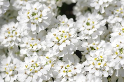 糖丛花(伊比利亚花)