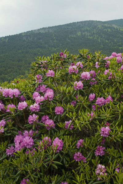 杜鹃花，圆秃，TN-NC