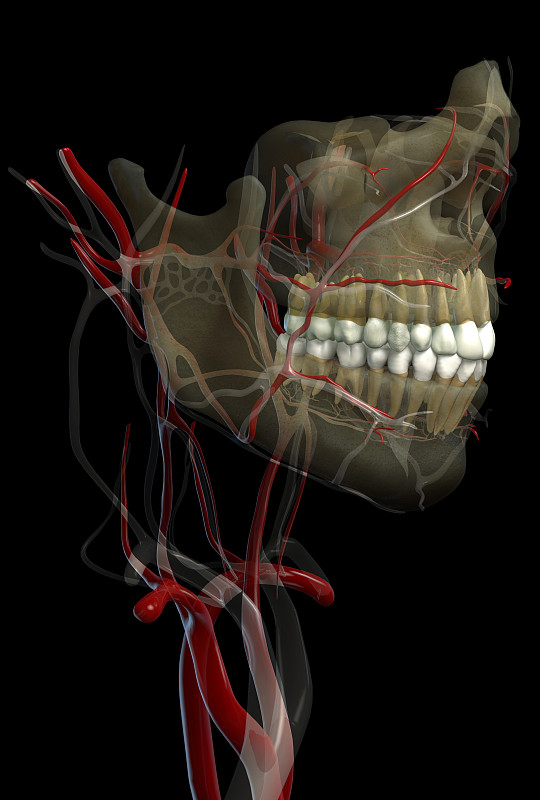 口腔面部插图的牙齿颚与血和神经黑色背景3d渲染