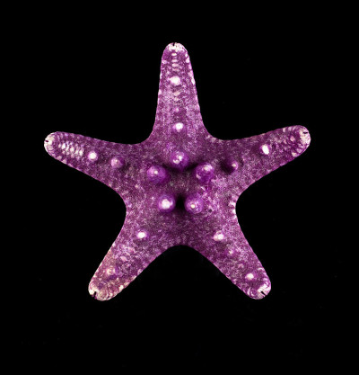 海星