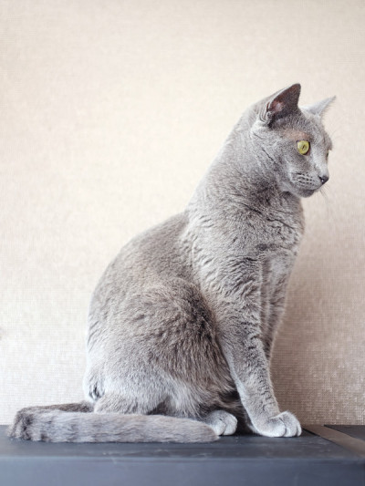 russianblue猫