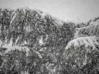 松树上下起了大雪