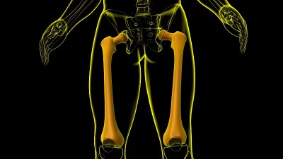 人体骨骼解剖股骨三维渲染