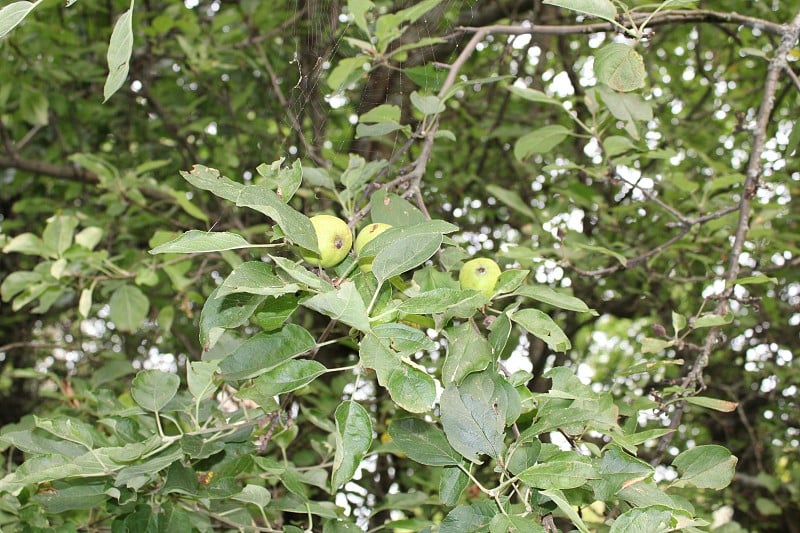 苹果树