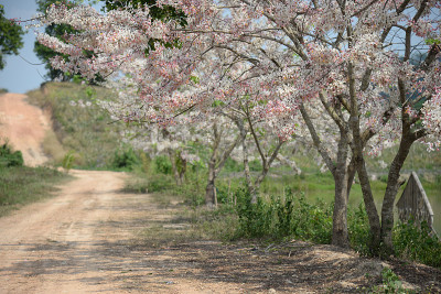 决明子粉花树隧道在泰国春夏季节