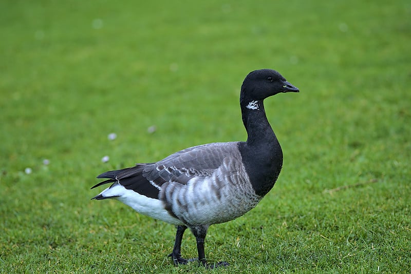 布伦特鹅(Branta bernicla)的特写镜头与黑色的喙行走和放牧在绿草坪上的贝莱德公园，都柏