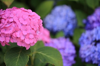 公园里盛开的绣球花