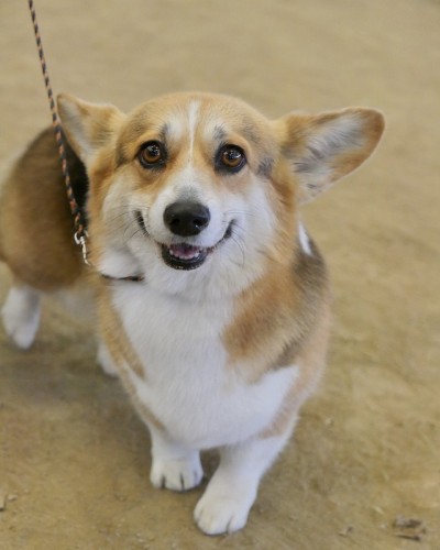 彭布罗克威尔士科基犬
