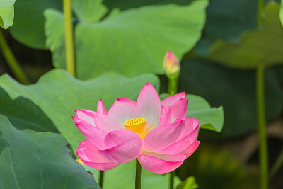 莲花