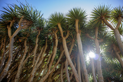 龙树群(Dracaena draco)