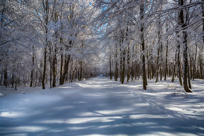 冬天。美妙的冬天的风景。树被雪覆盖着。到处都是白色的。寒冷的天气。乌鲁达格，布尔萨，土耳其伊斯坦布尔