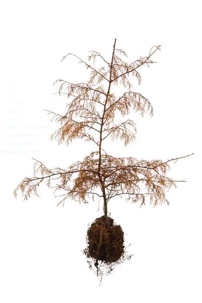 死树连根拔起