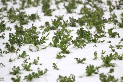 辐射，冬天，雪，暴风雪