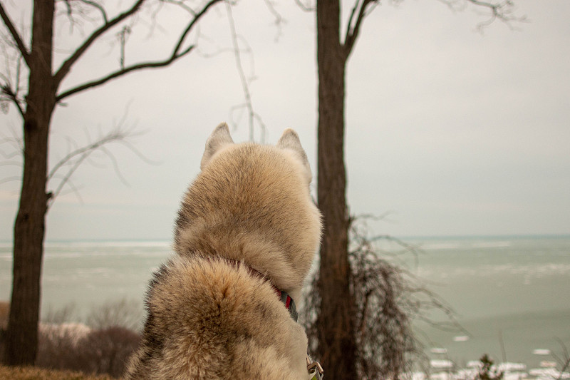 husky over looking the beach in winter. Theme of d