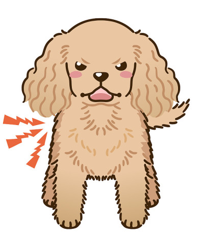 美国可卡犬(红色)