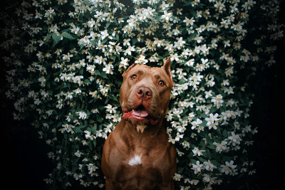 美国比特斗牛犬的狗肖像在一个盛开的灌木丛
