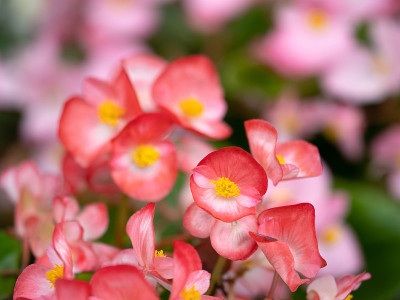 秋海棠花