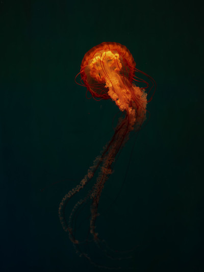 水母
