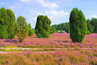秋天在Wilsede附近的Lueneburg Heath