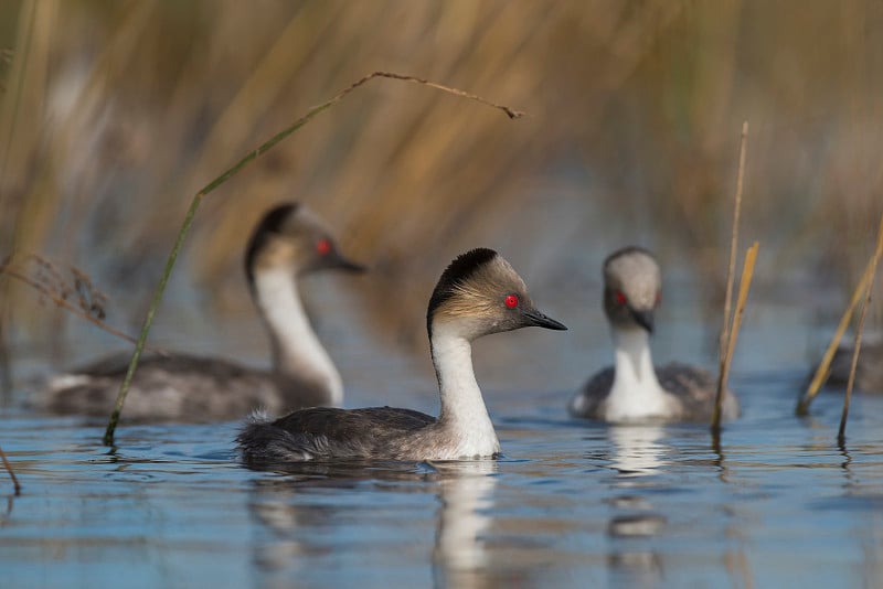 Silvery grebe