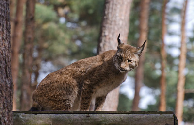 Luchs