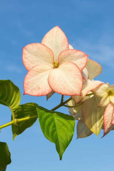 粉红色的诗丽吉王后花与天空