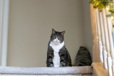猫