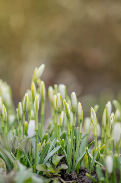 雪花莲，林中春花