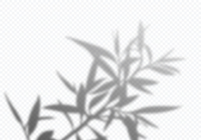 透明向量阴影的树叶。装饰设计元素的海报和模型。创造性的叠加效应