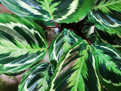 calathea绿色