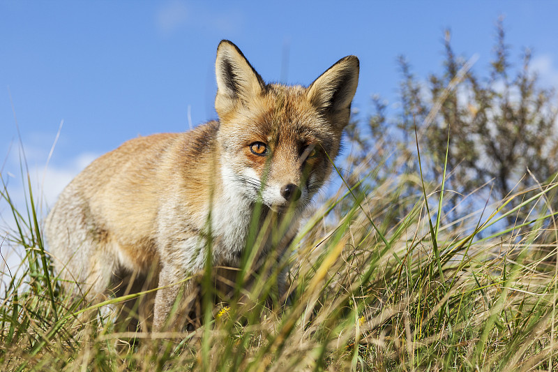 你们;红狐狸;vulpes vulpes