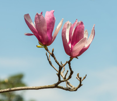 玉兰花
