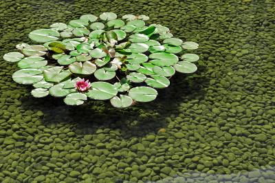 莲花