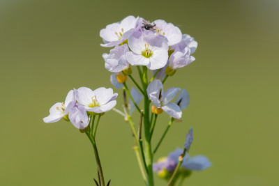白花酢浆草(cardamine pratensis)