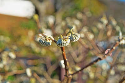 Edgeworthia papyrifera