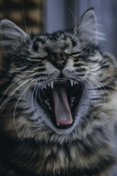猫打呵欠