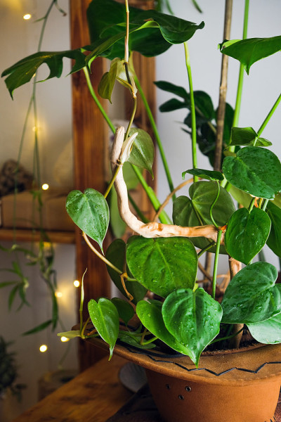 黄金pothos室内植物