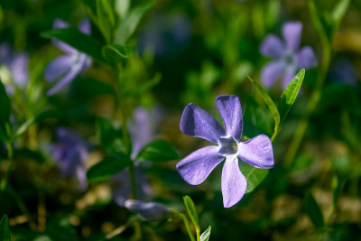 矮树丛中的野生长春花(小长春花)