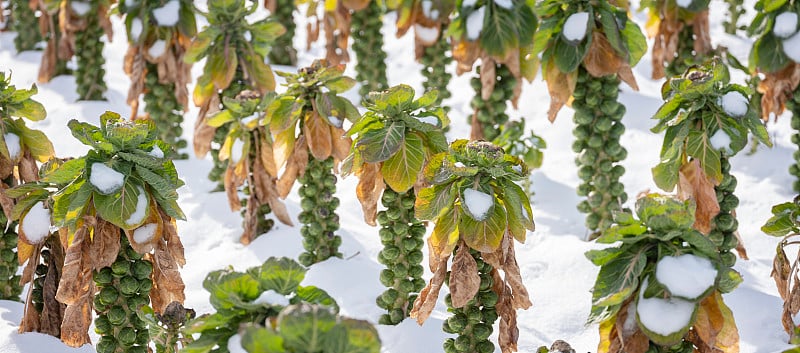 球芽甘蓝在冬天的雪地里