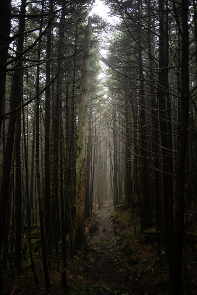 在北卡罗莱纳西部的黑山徒步旅行在一个雾蒙蒙的早晨