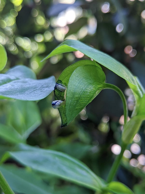 亚细亚鸭跖草芽